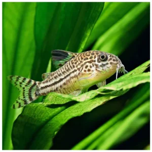 Corydoras leopard - oklopni somić
