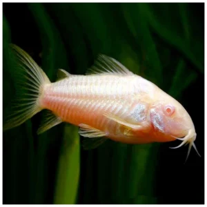 Corydoras paleatus var. albino - Koridoras