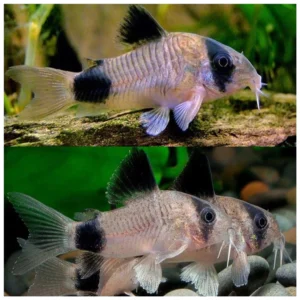 Corydoras panda - Koridoras