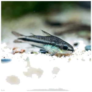 Corydoras pigmeus - patuljasti oklopni somić