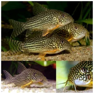 Corydoras sterbai - Koridoras