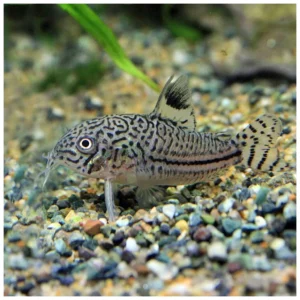 Corydoras trilineatus - oklopni somić