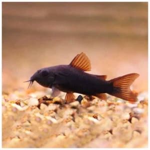 Corydoras venezuela black - oklopni somić