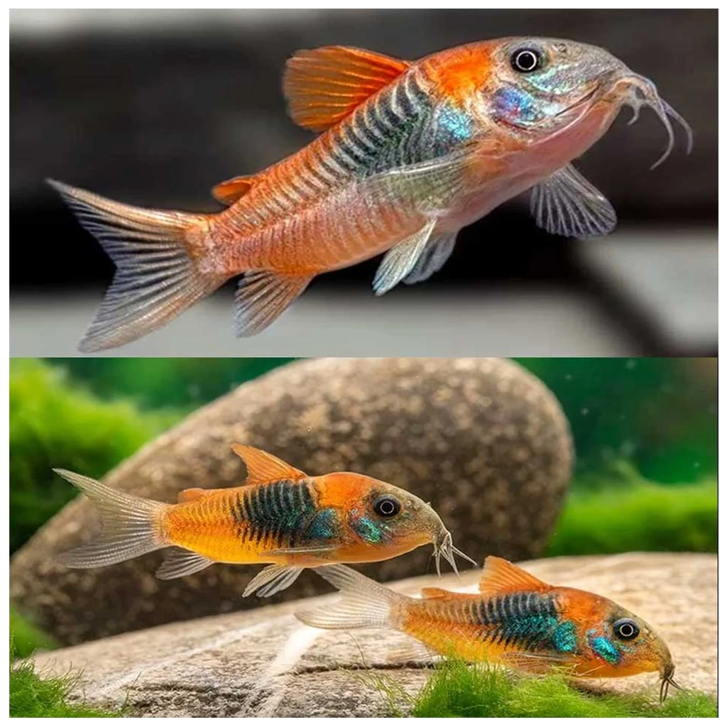 Corydoras venezuela orange - Koridoras