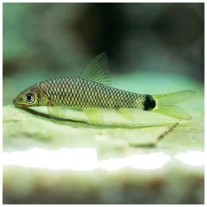 Crossocheilus reticulatus - algar za akvarijum