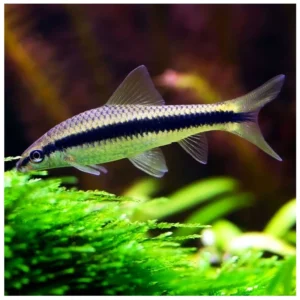 Crossocheilus siamensis - sijamski algar