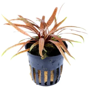 Cryptocoryne albida Brown - akvarijumska biljka
