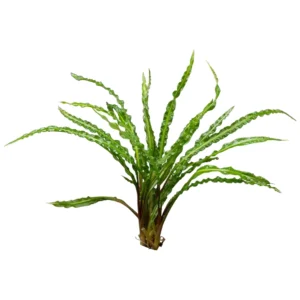 Cryptocoryne crispatula - biljka