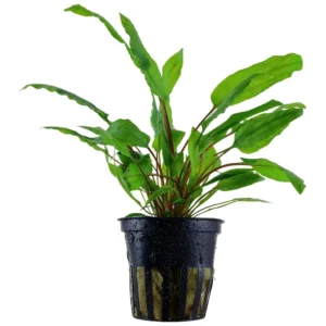 Cryptocoryne wendtii Green - biljka