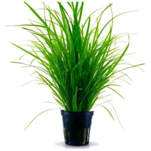 Cyperus helferi - akvarijumska biljka