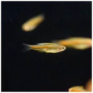 Danio choprae - choprae danio
