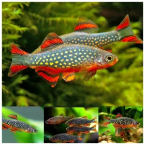 Danio margaritatus - Galaxy rasbora