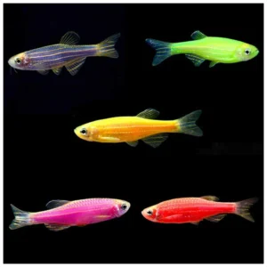 Danio rerio - Color zebrica