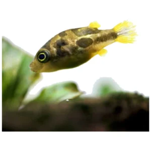 Dwarf puffer fish - patuljasti puffer