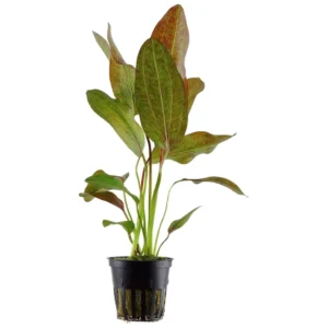 Echinodorus Ozelot - akvarijumska biljka