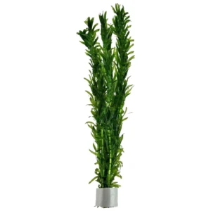 Egeria densa - akvarijumska biljka egerija