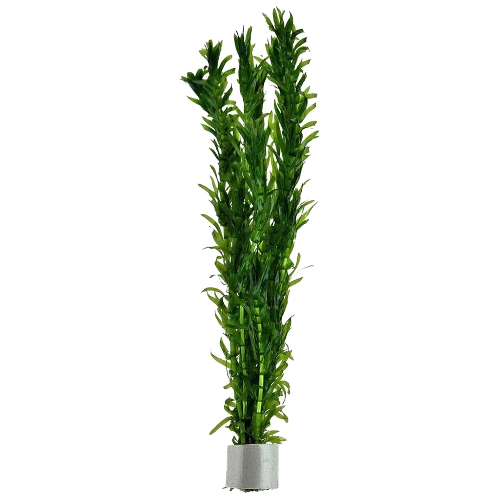 Egeria densa - akvarijumska biljka egerija