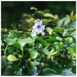Eichhornia crassipes - plutajuća biljka