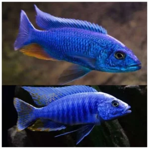 Electric blue cichlid - plavi ciklid