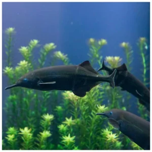 Elephant Fish - slon ribica