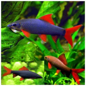 Epalzeorhynchos frenatus - Frenatus