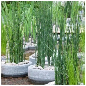Equisetum japonicum - močvarna biljka