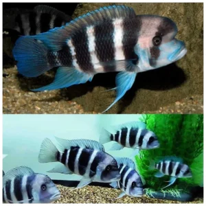 Frontosa burundi cichlid - frontoza ciklid
