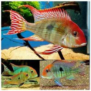 Geophagus Red Head Tapajos - geofagus ciklid