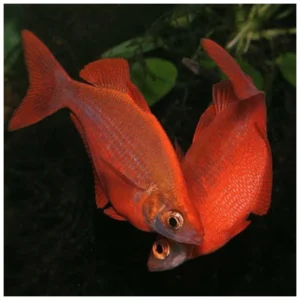 Glossolepis incisus - crvena duga