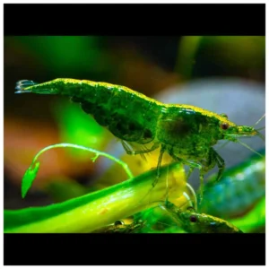 Green Shrimp - zelena akvarijumska kozica