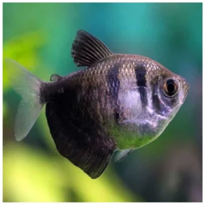 Gymnocorymbus ternetzi - Color tetra