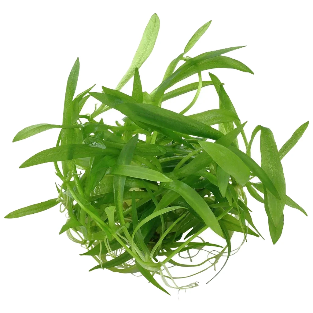 Helanthium quadricostatus - biljka