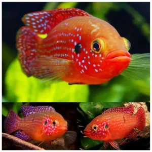 Hemichromis lifalili - dragulj ciklid