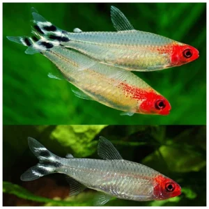Hemigrammus bleheri - Rodostomus