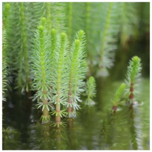 Hippuris vulgaris - močvarna biljka