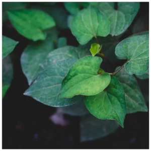 Houttuynia cordata - močvarna biljka