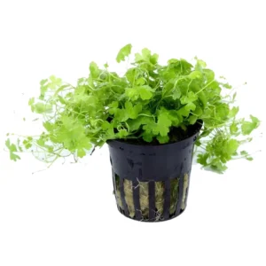 Hydrocotyle tripartita - akvarijumska biljka