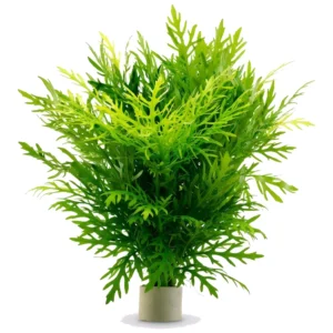 Hygrophila difformis - akvarijumska biljka
