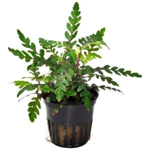 Hygrophila pinnatifida - biljka