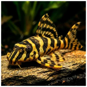 Hypancistrus L134 - ukrasni somić