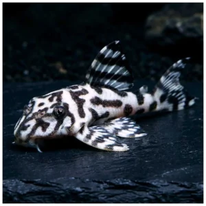 Hypancistrus L236 super white - ukrasni somić