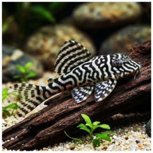 Hypancistrus sp. L066 - akvarijumska ribica