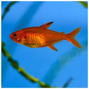 Hyphessobrycon amandae - Ember tetra