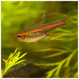 Hyphessobrycon gracilis - gracilis tetra