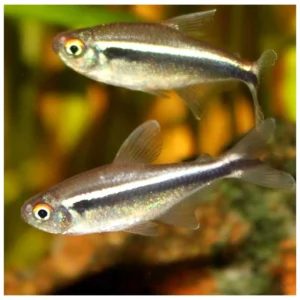 Hyphessobrycon herbertaxelrodi - Crna neonka