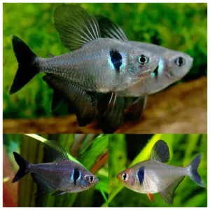 Hyphessobrycon megalopterus - Black Fantom tetra