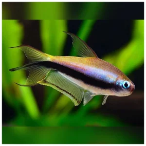 Hyphessobrycon palmeri - palmeri tetra