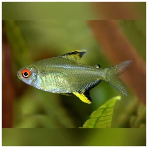 Hyphessobrycon pulchripinnis - limun tetra