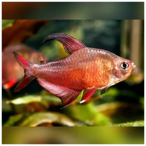 Hyphessobrycon rosaceus - white fin tetra