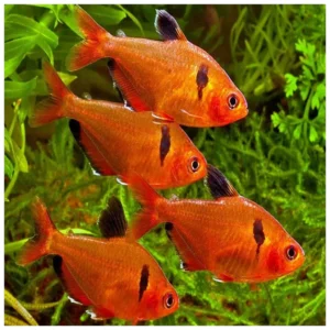 Hyphessobrycon sweglesi - red phantom tetra